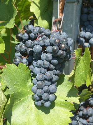 Picture of Miniature Grape SeedS -20 Pcs SeedS