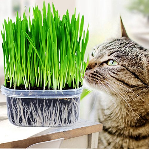Picture of 200+ Pcs Cat Grass Foliage Plant Bonsai SeedS