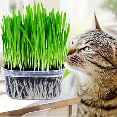 Picture of 200+ Pcs Cat Grass Foliage Plant Bonsai SeedS