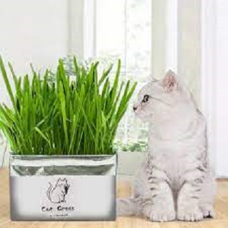 Picture of 200+ Pcs Cat Grass Foliage Plant Bonsai SeedS
