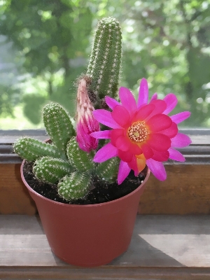 Picture of All Season Rare Cactus Plants Bonsai Seeds - 15 Pcs SeedS
