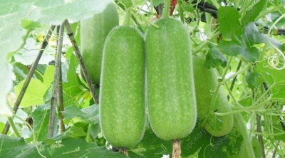 Picture of Chalkumra Seeds  - 15 Pcs Seeds (Imported Global Seeds)