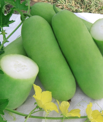 Picture of Chalkumra Seeds  - 15 Pcs Seeds (Imported Global Seeds)