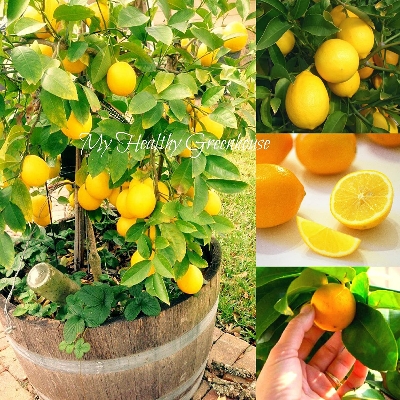 Picture of All Season Dwarf Lemon Tree Seeds - 10 Pcs SeedS