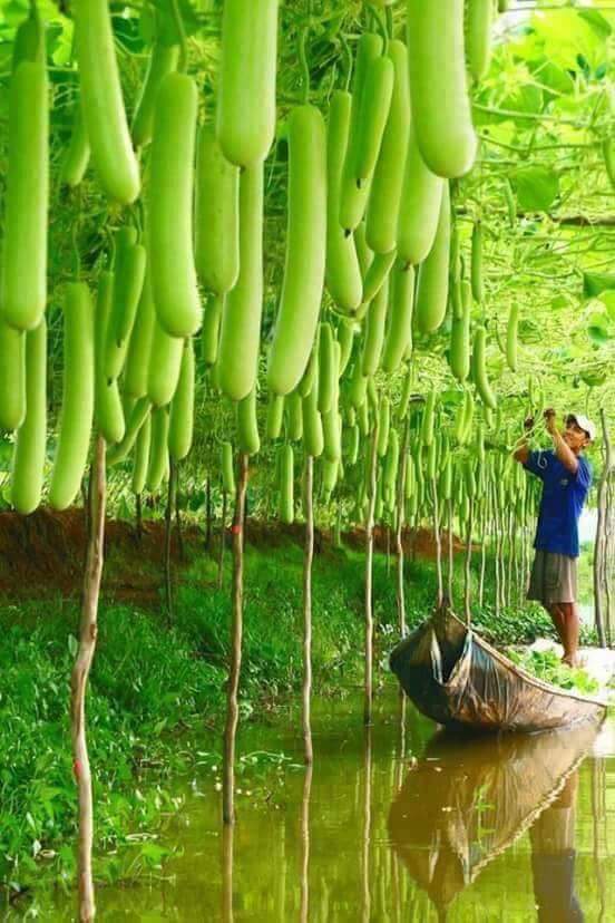 Picture of Deshi Hajari Bottle Gourd Seeds-10 Pieces