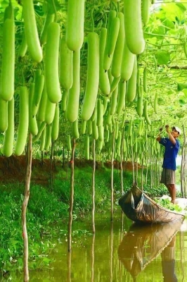 Picture of Deshi Hajari Bottle Gourd Seeds-10 Pieces