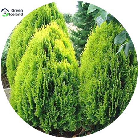 Picture of 20 Pcs Global Pabon Jhau Tree SeedS