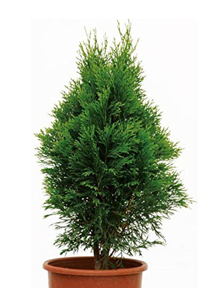 Picture of 20 Pcs Global Pabon Jhau Tree SeedS
