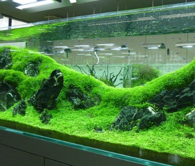 Picture of 250 Pcs Aquarium  Bonsai Grass SeedS