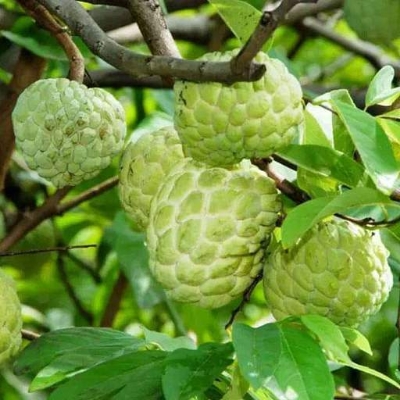 Picture of All Season Suger Free Sharifa Seeds  - 10 Pcs SeedS