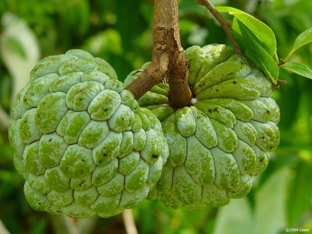 Picture of All Season Suger Free Sharifa Seeds  - 10 Pcs SeedS