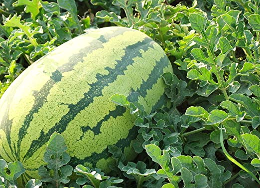 Picture of 10 Pcs Global Lazy King Watermelon SeedS