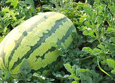 Picture of 10 Pcs Global Lazy King Watermelon SeedS