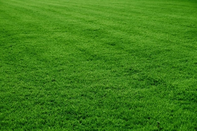 Picture of Rare 250 Pcs Lawn Grass SeedS
