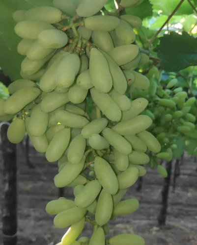 Picture of 15 Pcs Green Finger Grape Seeds - 15 Pcs Seeds (Imported Global Seeds)