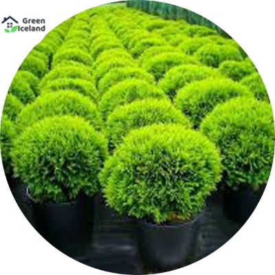Picture of 30 Pcs Pabon Jhau Tree Seeds