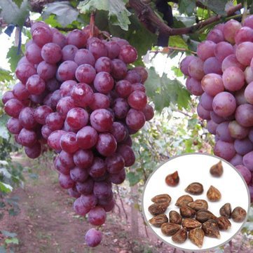 Picture of 20 Pcs Red Grape SeedS - 20 Pcs Seeds (Imported Global Seeds)