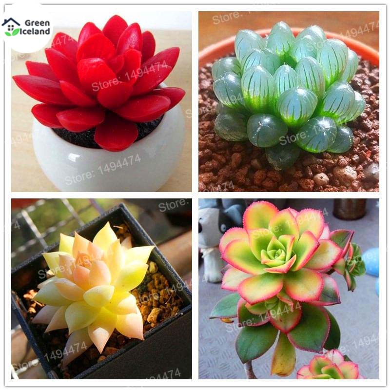 Picture of Global Rare Succulent flores Seeds - 15 Pcs SeedS