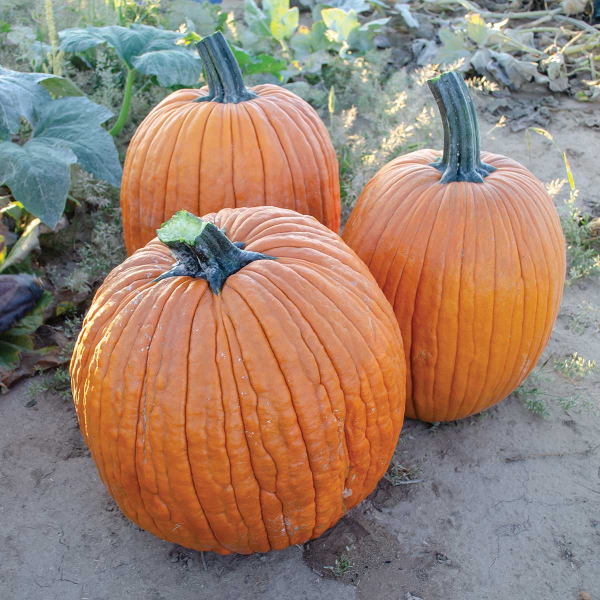 Picture of 15 Pcs All Season F1 Hybrid Pumpkin SeedS