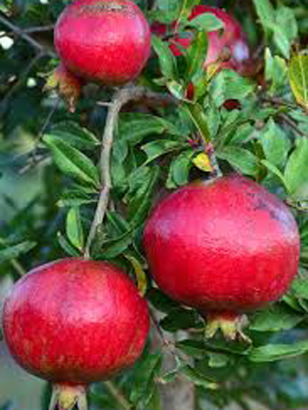 Picture of All Season Pomegranate Bonsai Seeds - 15 Pcs SeedS
