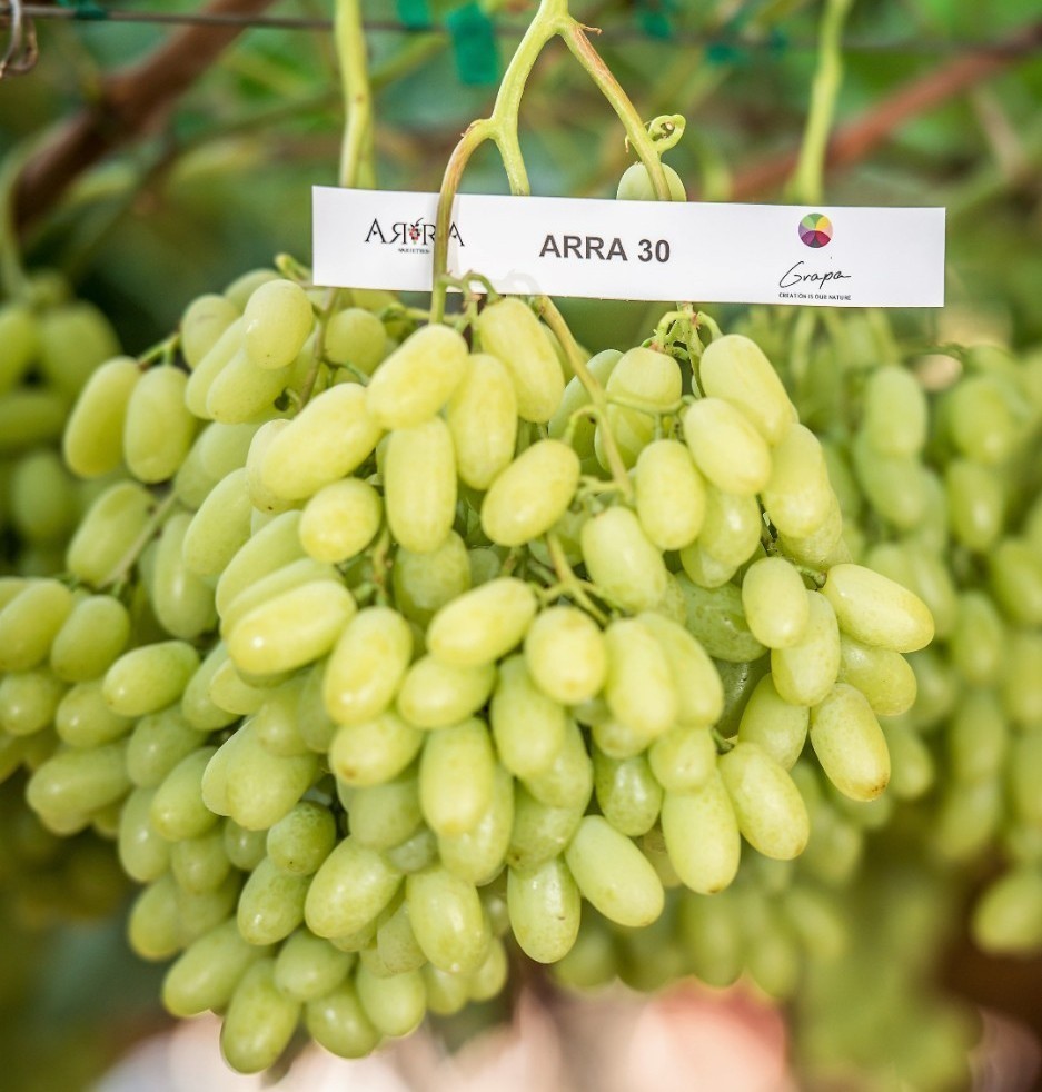 Picture of All Season Grape Seeds- 20 Pcs SeedS