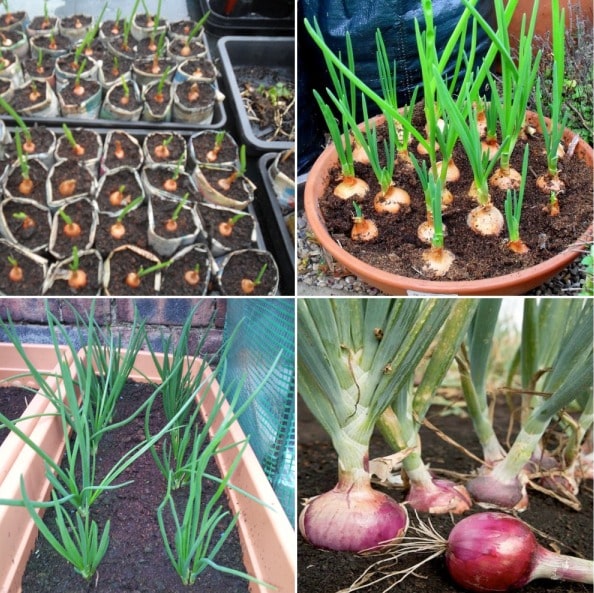 Picture of Onion Seeds  Seeds/ Rooftop gardening/- 100 PcS
