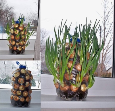 Picture of Onion Seeds  Seeds/ Rooftop gardening/- 100 PcS