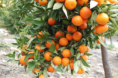 Picture of 10+ Pcs Orange Fruit Tree SeedS- 10 Pcs Seeds (Imported Global Seeds)