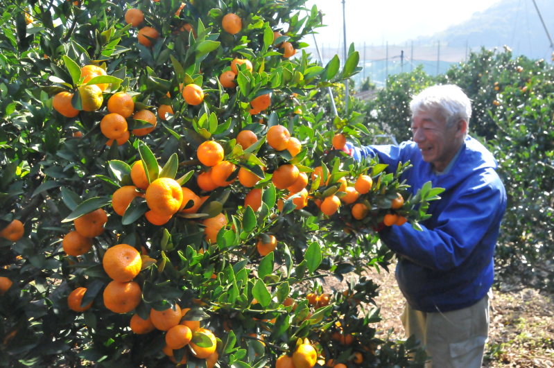 Picture of 10+ Pcs Orange Fruit Tree SeedS- 10 Pcs Seeds (Imported Global Seeds)