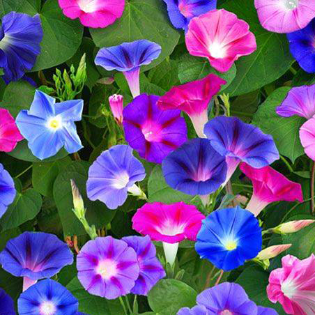 Picture of 15 Pcs Morning Glory Flower Bonsai SeedS