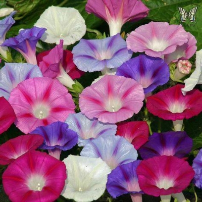 Picture of 15 Pcs Morning Glory Flower Bonsai SeedS