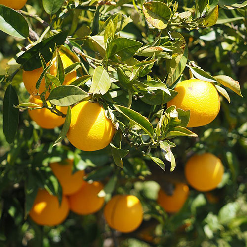 Picture of Malta Fruit Tree Seeds- 10 Pcs SeedS
