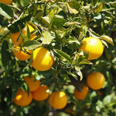 Picture of Malta Fruit Tree Seeds- 10 Pcs SeedS