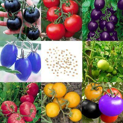 Picture of All Season Rainbow Tomato Bonsai Seeds - 30 Pcs SeedS