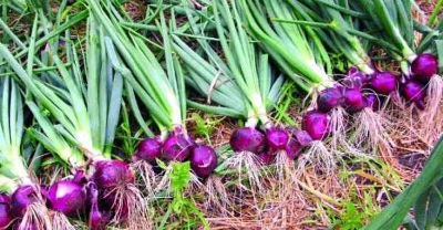 Picture of Red Onion Seeds- 150 Pcs SeedS