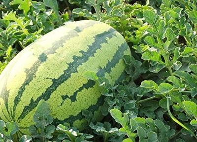 Picture of L1 Hybrid Watermelon Seeds  - 10 Pcs SeedS