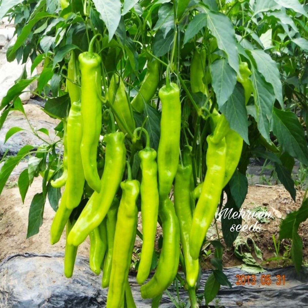 Picture of All Season Big Pepper Sweet Horn Chilli  Seeds - (INTACT PACKET)