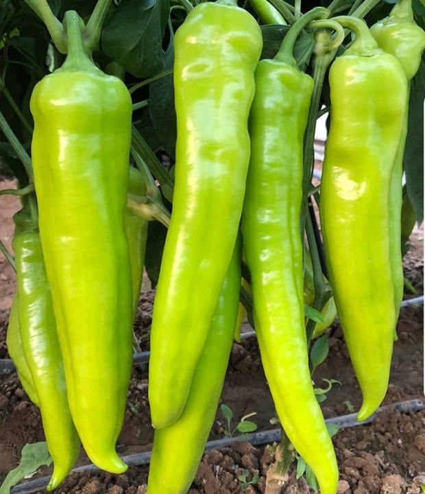 Picture of All Season Big Pepper Sweet Horn Chilli  Seeds - (INTACT PACKET)