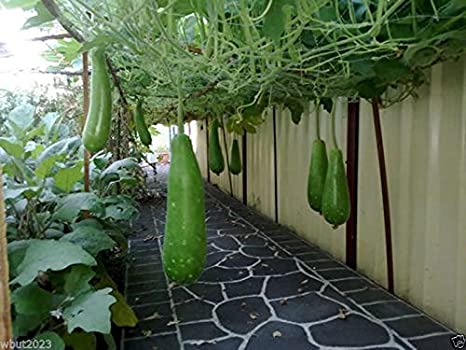 Picture of Hajari Bottle Gourd Seeds-10 Pieces (Intact Packet)
