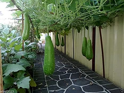 Picture of Hajari Bottle Gourd Seeds-10 Pieces (Intact Packet)