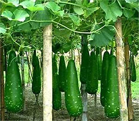 Picture of Hajari Bottle Gourd Seeds-10 Pieces (Intact Packet)