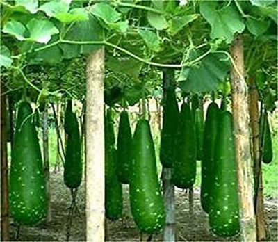 Picture of Hajari Bottle Gourd Seeds-10 Pieces (Intact Packet)