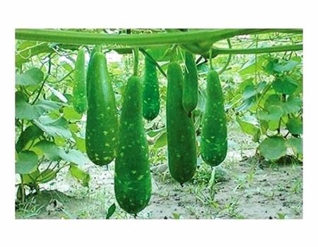 Picture of Hajari Bottle Gourd Seeds-10 Pieces (Intact Packet)