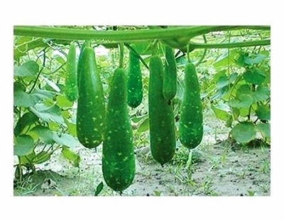 Picture of Hajari Bottle Gourd Seeds-10 Pieces (Intact Packet)