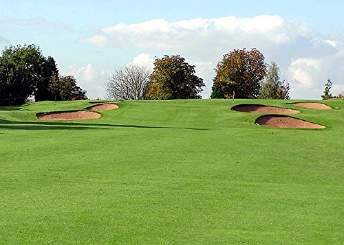 Picture of 250 Pcs Sports Field Grass Seeds  - 250 PcS SeedS (Global Seeds)