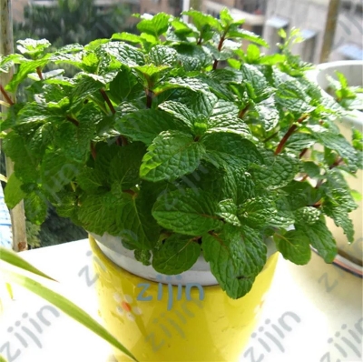 Picture of Perfume Mint Seeds- 100pcS Intec PackeT