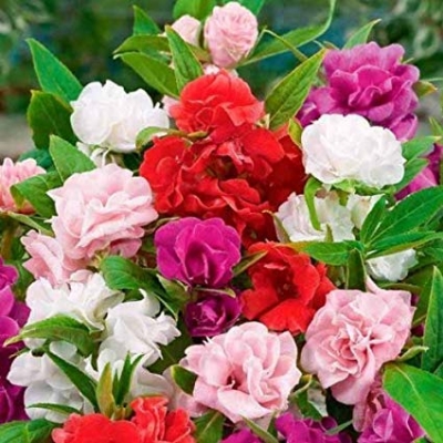 Picture of 15 Pcs Global Mix  Balsam Flower SeedS - 15 Pcs SeedS