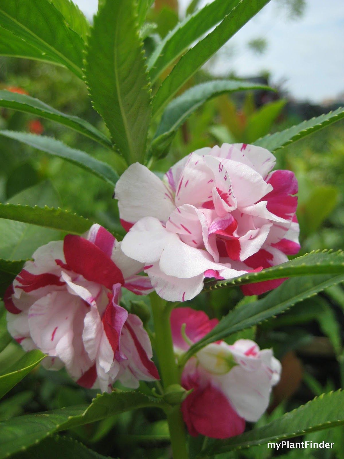 Picture of 15 Pcs Global Mix  Balsam Flower SeedS - 15 Pcs SeedS
