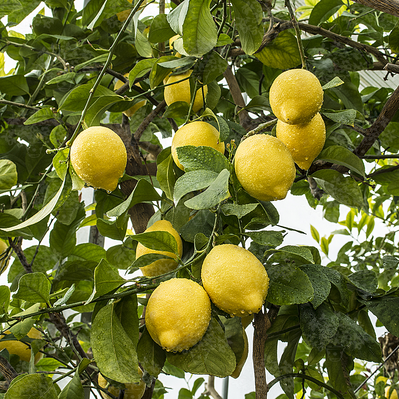 Picture of Global Dwarf Lemon Tree Seeds - 10 Pcs SeedS