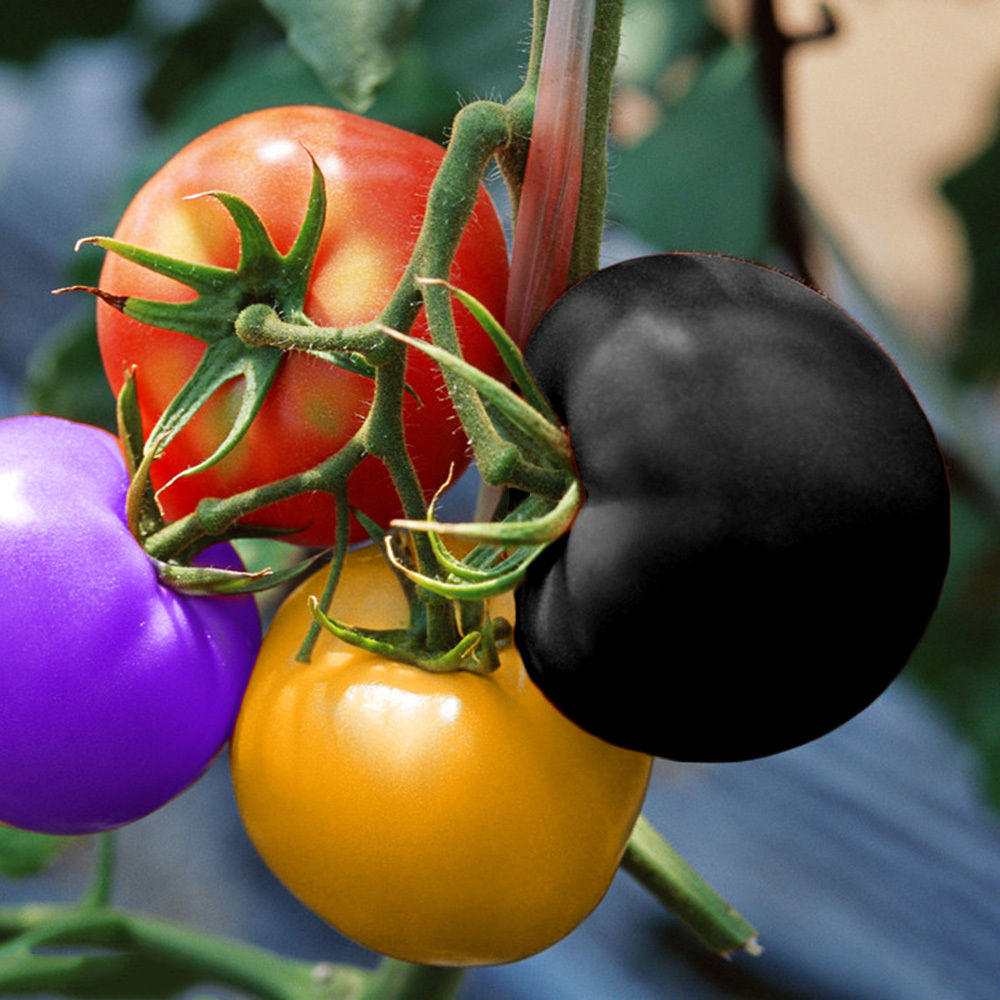 Picture of Organic Mixed Colour Rainbow Tomato Bonsai Seeds - 20+ Pcs SeedS